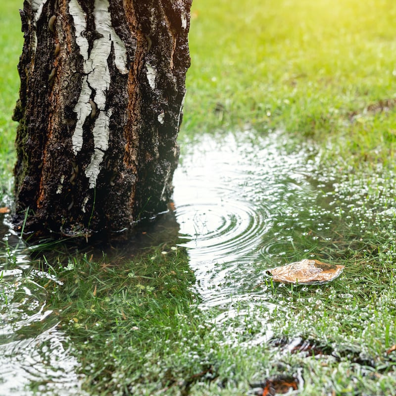 Is your garden waterlogged after the endless rain? Here’s what to do