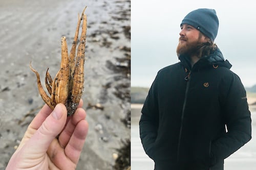 ‘Keep children and pets away’ – warning after deadly plant washes up on beach